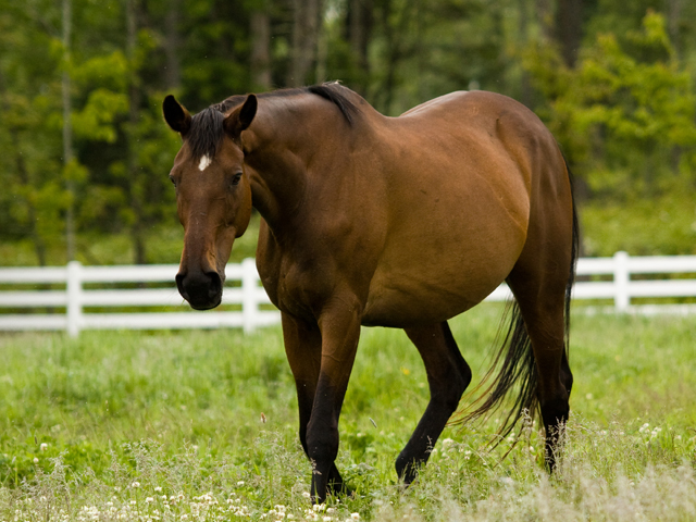 Horses At Coveside Stables | Coveside Stables